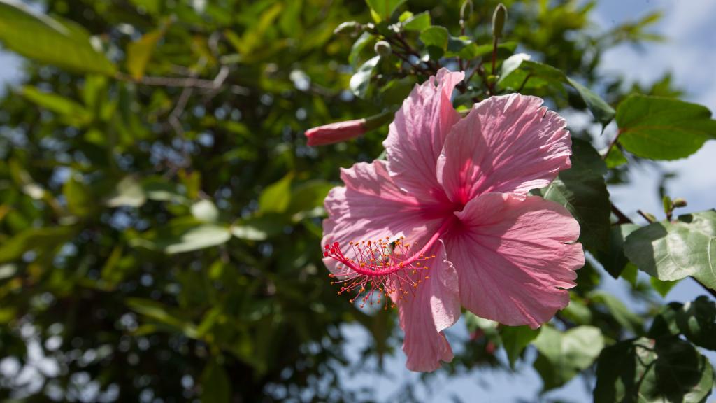 Photo 31: Etoile Labrine - La Digue (Seychelles)