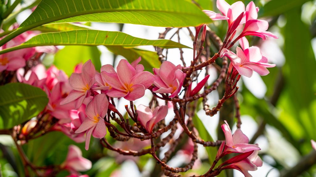 Foto 61: Beau Bamboo - Mahé (Seychellen)