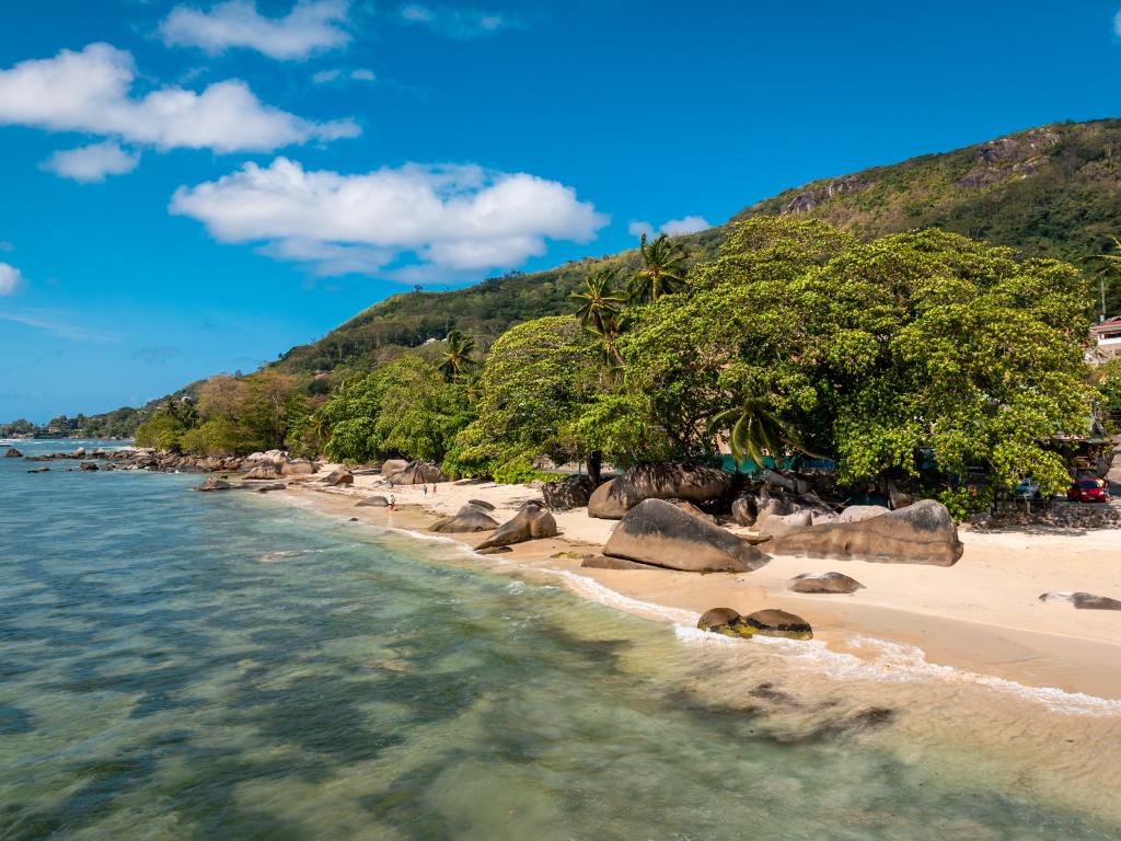 Beau Bamboo - Photo 9