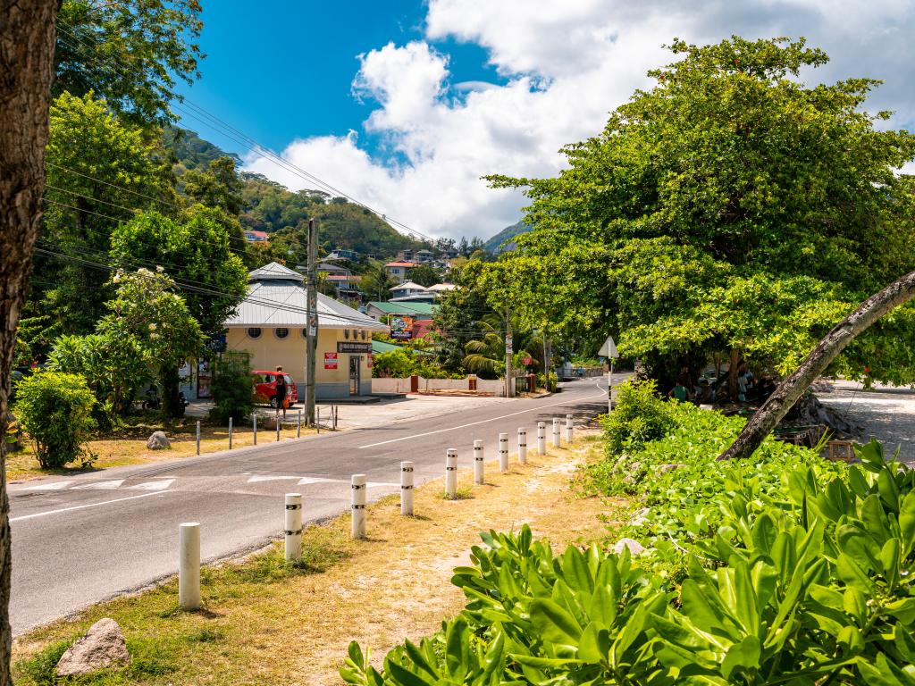 Beau Bamboo - Photo 3