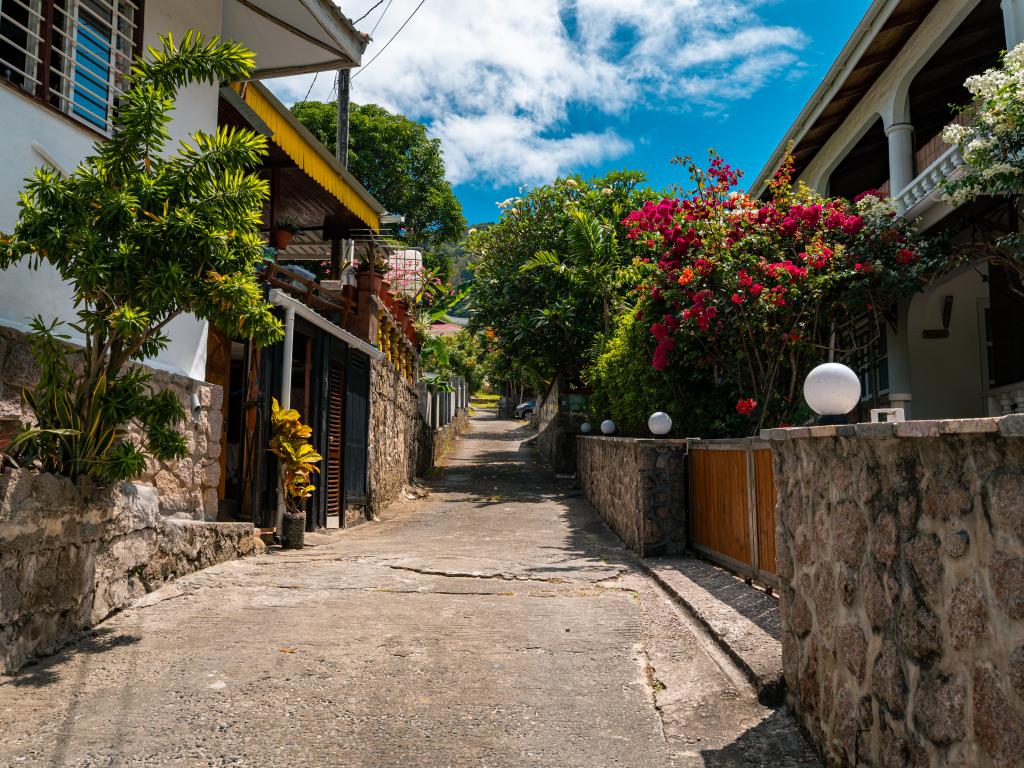 Beau Bamboo - Photo 6