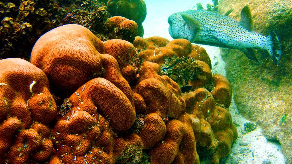 Foto 44: L'Habitation - Cerf Island (Seychelles)