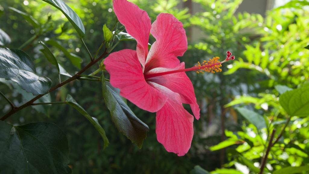 Foto 14: Le Surmer - La Digue (Seychelles)