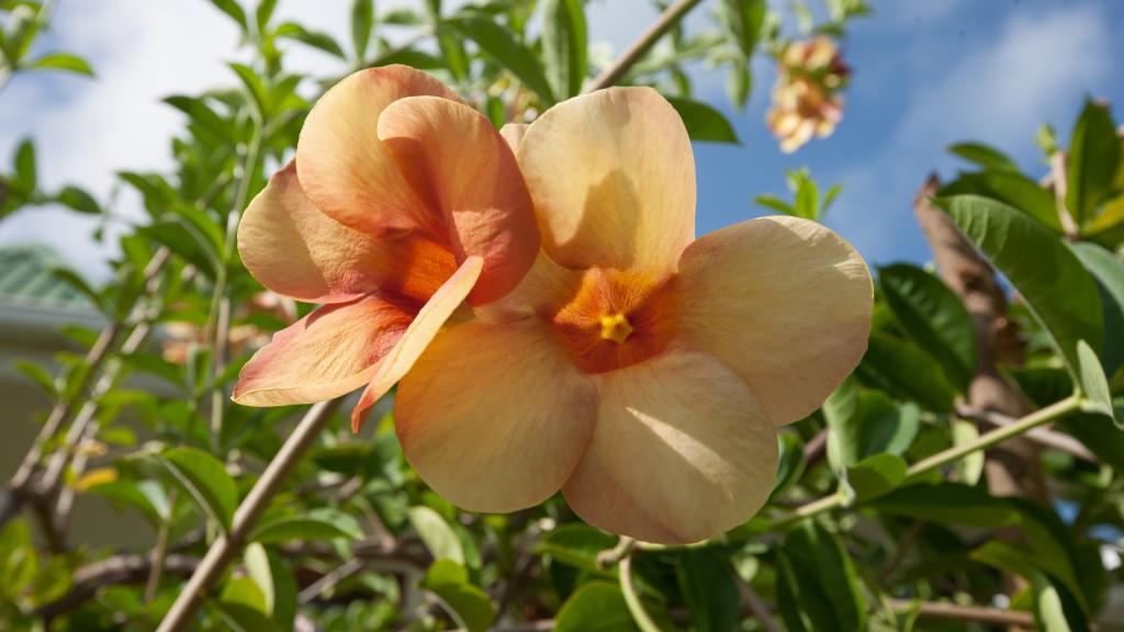 Foto 13: Le Surmer - La Digue (Seychelles)