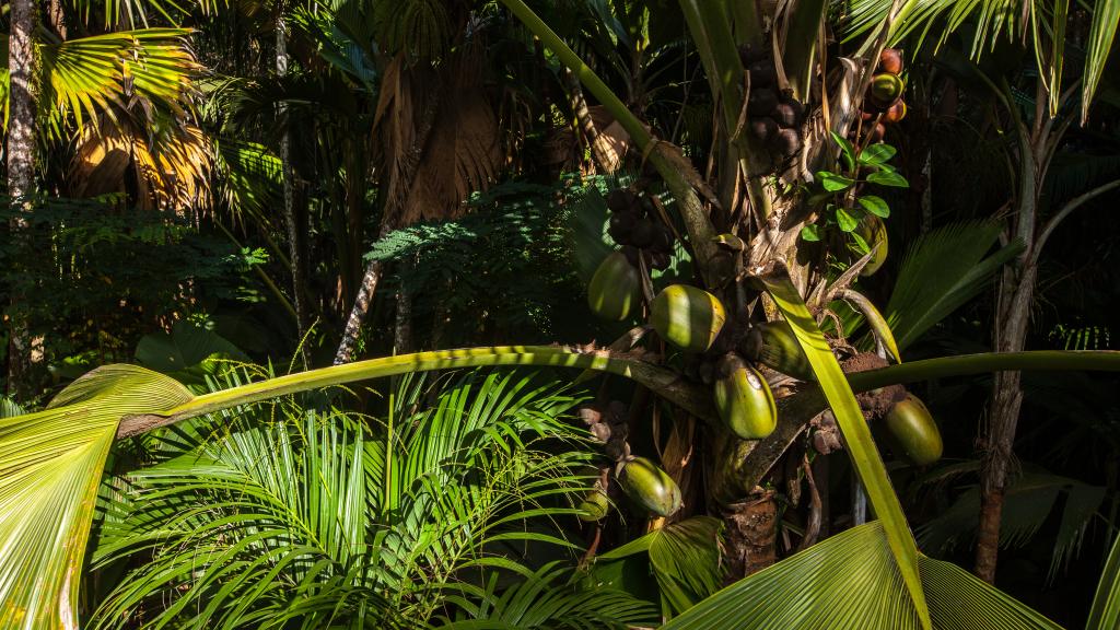 Photo 17: Villas de Mer - Praslin (Seychelles)