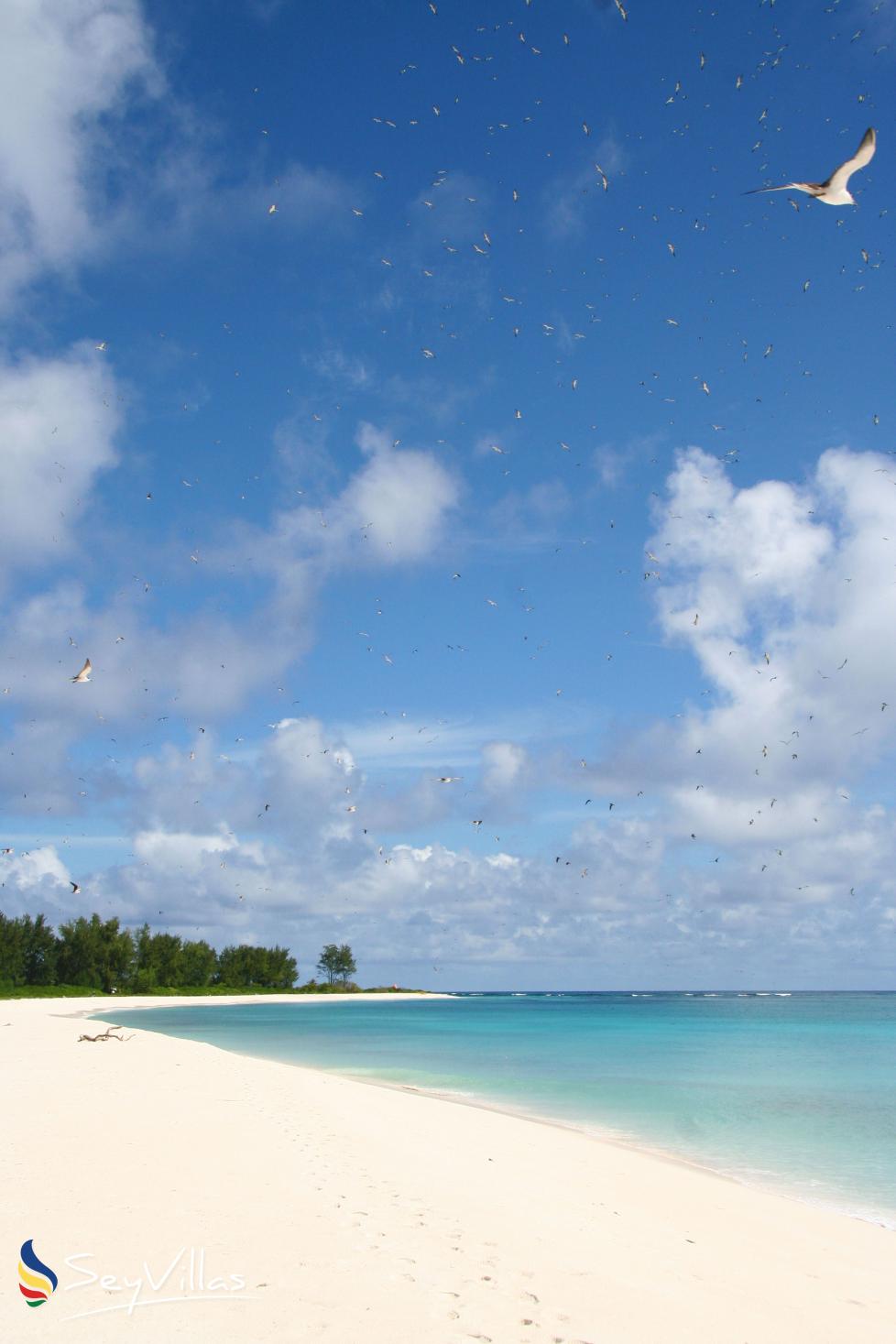 Foto 12: Bird Island Beaches - Weitere Inseln (Seychellen)