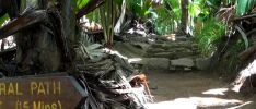 Excursion: Creole - Vallée de Mai & Anse Lazio - Full Day Guided Tour by Bus