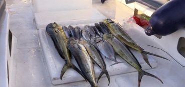 Angel Tours - Mezza giornata di pesca a Praslin