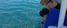 Exkursionen: Best-Tours Seychelles -  Glasbodenboot-Tour - St Anne Marine Park