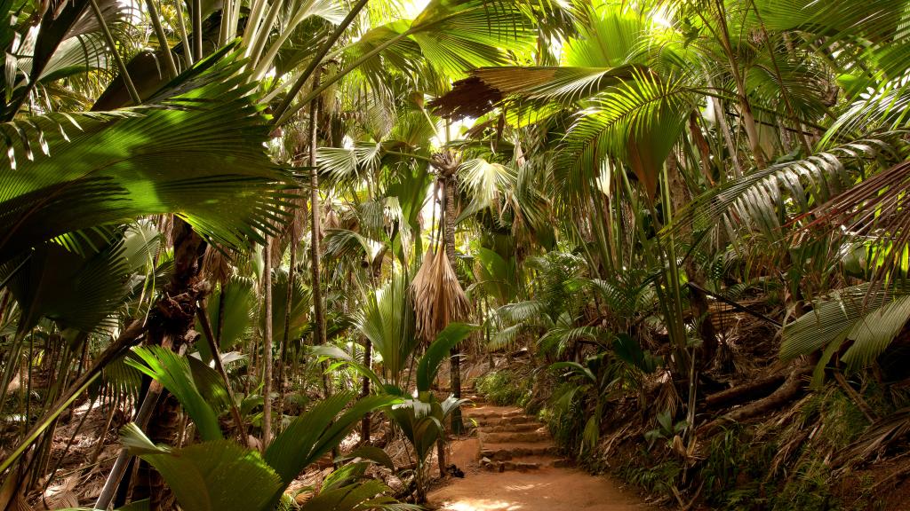 Vallée de Mai, Praslin