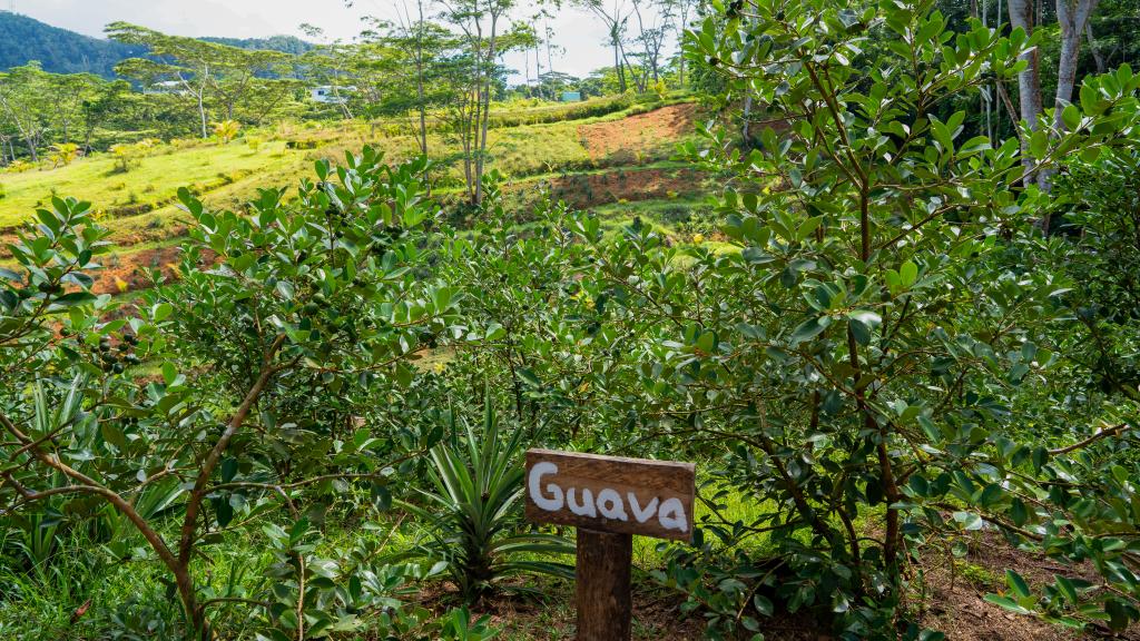 A wide variety of fruits grow in the Vallée des Fruits A wide variety of fruits grow in the Vallée des Fruits
