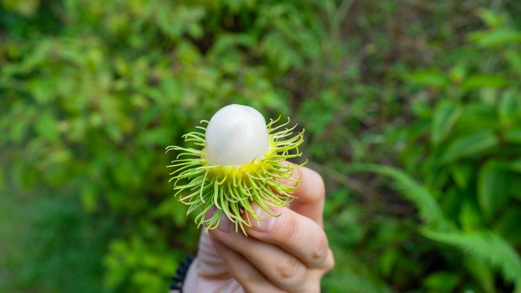 Rambutan tastes similar to lychees Rambutan tastes similar to lychees