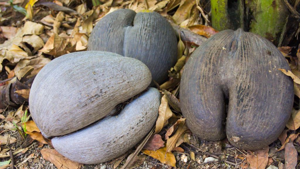 Coco de Mer