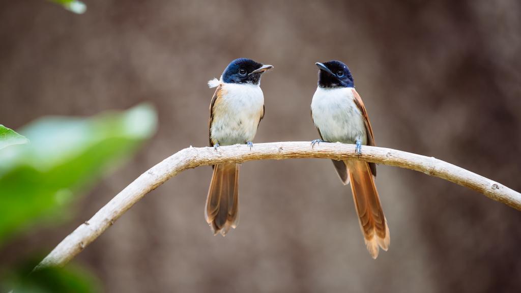 Seychelles Paradise Flycatcher (female) (Photo: Torsten Dickmann) Seychelles Paradise Flycatcher (female) (Photo: Torsten Dickmann)