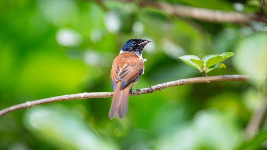 Seychelles Paradise Flycatcher (female) (Photo: Torsten Dickmann) Seychelles Paradise Flycatcher (female) (Photo: Torsten Dickmann)