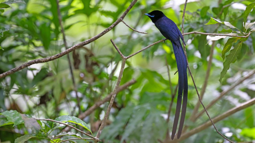 Seychelles Paradise Flycatcher (male) Seychelles Paradise Flycatcher (male)