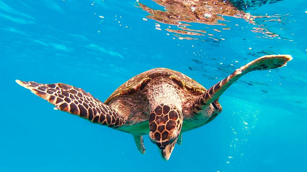 Sea turtle off Coco Island Sea turtle off Coco Island