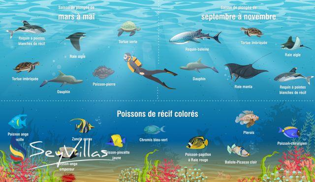 Guide complet de la plongée sous-marine