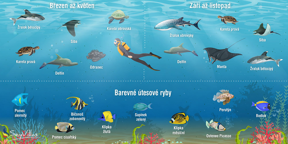 Potápění na Seychelách