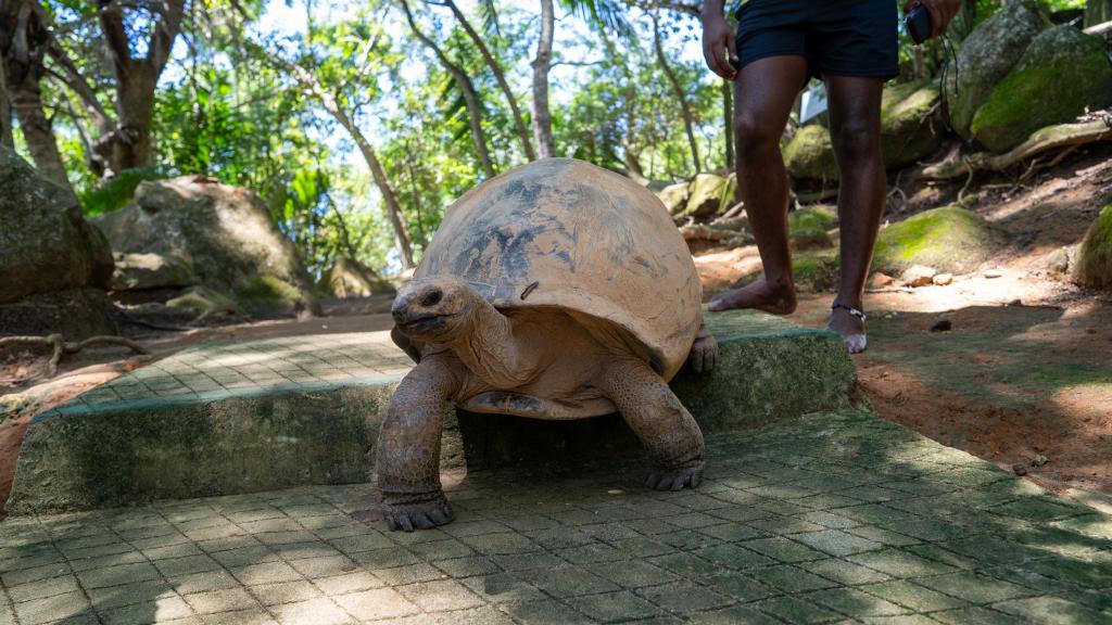 Tortue géante d'Aldabra sur l'île de Moyenne Tortue géante d'Aldabra sur l'île de Moyenne