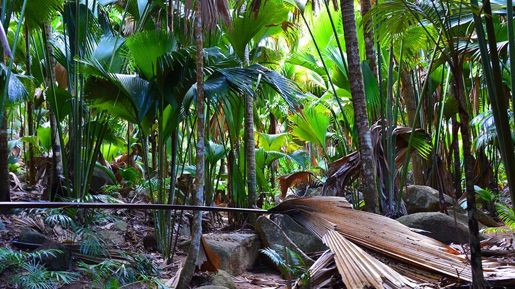 Palm tree forest in the Seychelles