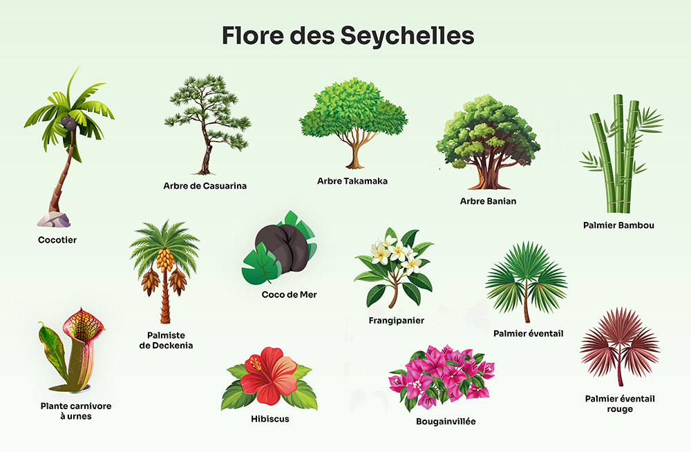 Flore des Seychelles