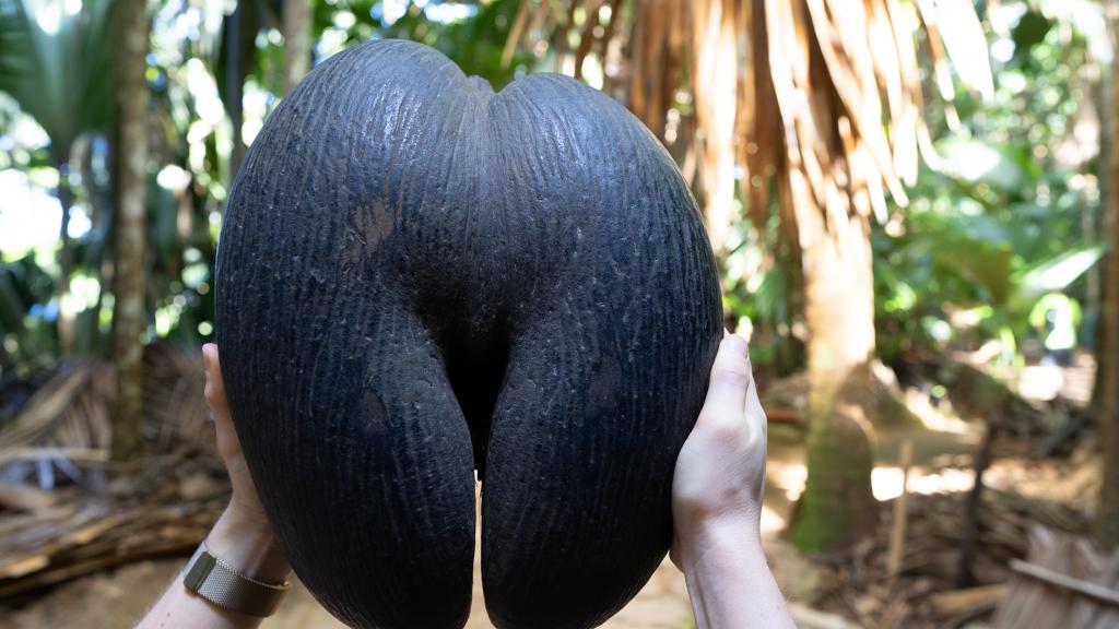 Coco de Mer in the Vallée de Mai, Praslin Coco de Mer in the Vallée de Mai, Praslin