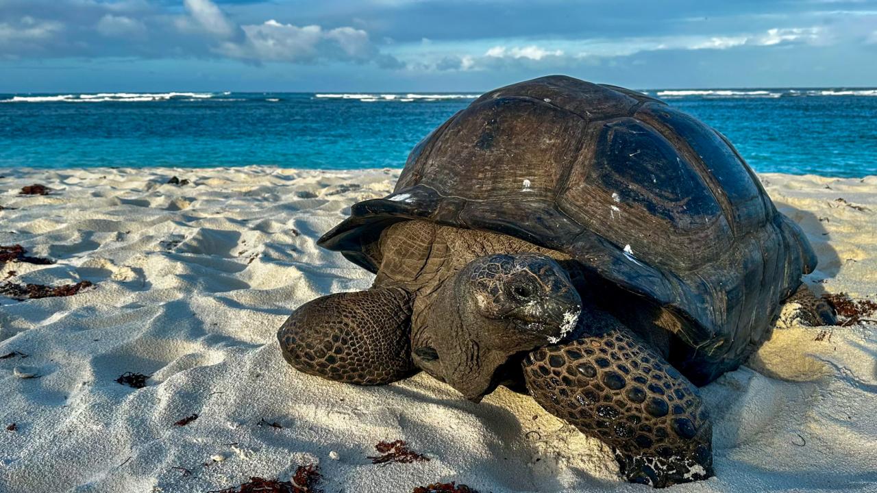 Seychelles Animals Giant Tortoises Birds Marine Life Seychelles 
