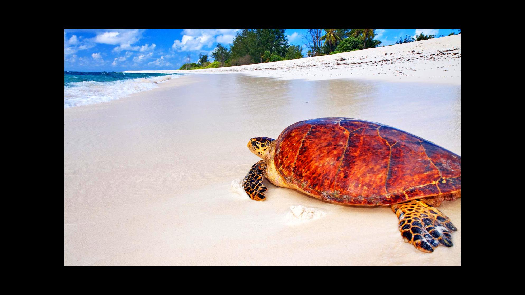Черепаший пляж шри. Остров Альдабра Сейшелы черепахи. Занзибар Черепаший остров. Морская черепаха Сейшелы. Остров тартл (Черепаший остров).