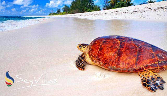 Seychelles Animals | Giant Tortoises, Birds, Marine Life | Seychelles  Travel Guide