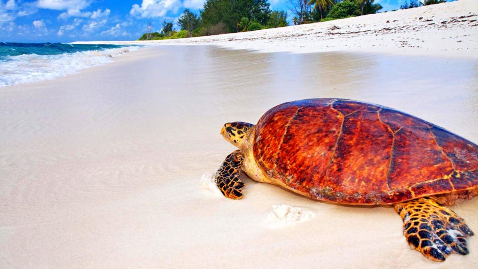 Seychelles Animals Giant Tortoises Birds Marine Life Seychelles 