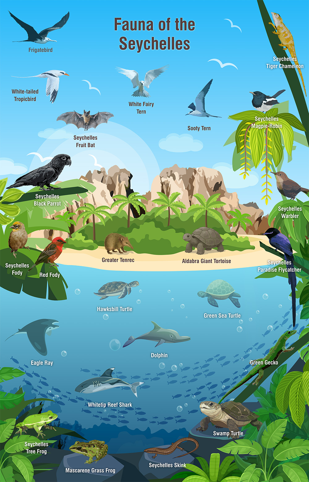 Seychelles Animals Giant Tortoises Birds Marine Life Seychelles 