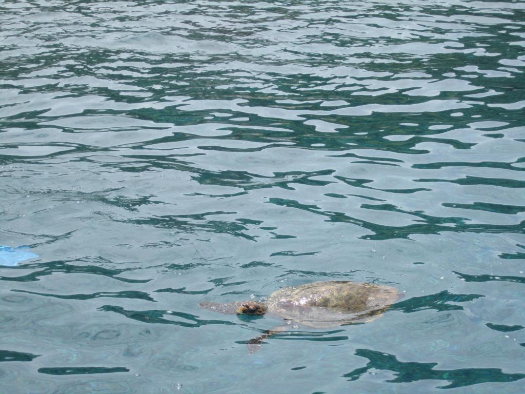 Félicitée – Meeresschildkröte Félicitée – Meeresschildkröte