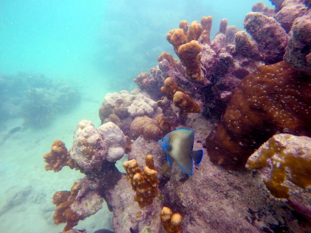 Snorkeling tra pesci e coralli