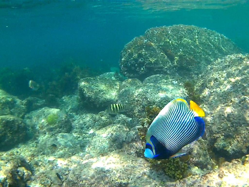 Immersioni all'Avani Resort Immersioni all'Avani Resort