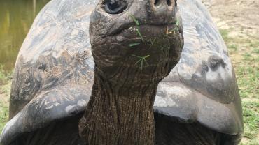 Schildkröte auf Curieuse Island