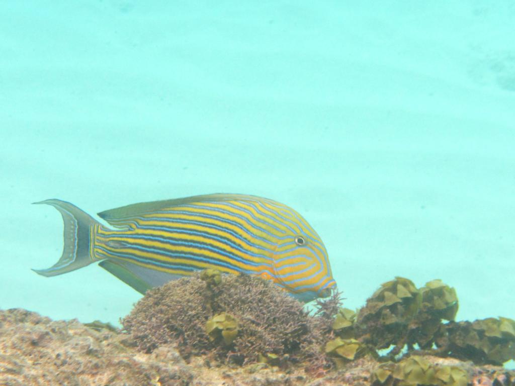 Unterwasserwelt beim Schnorcheln Unterwasserwelt beim Schnorcheln