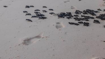 Entlassung der Wasserschildkröten, Bird Island