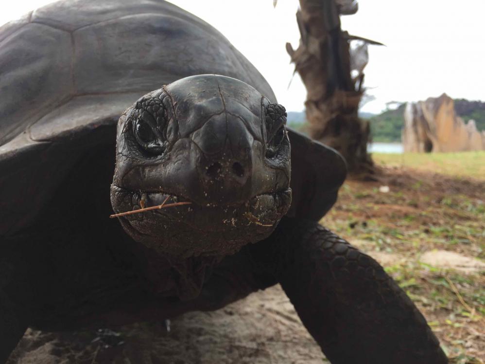 Giant tortoise on Praslin