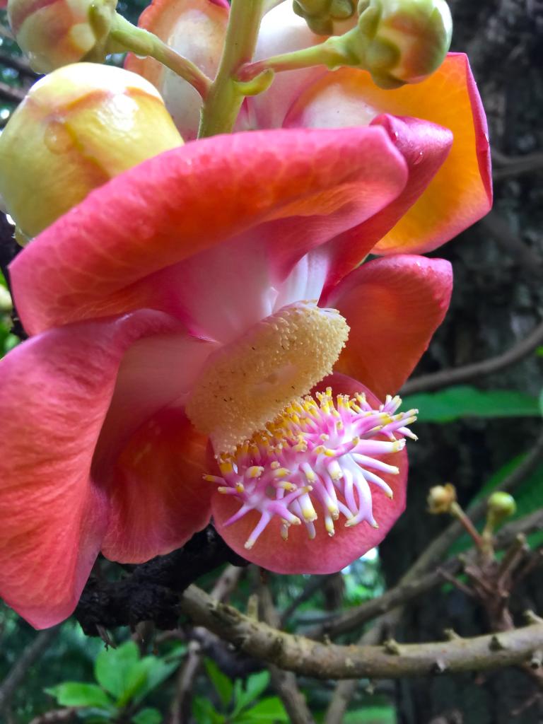 Giardino botanico di Mahé