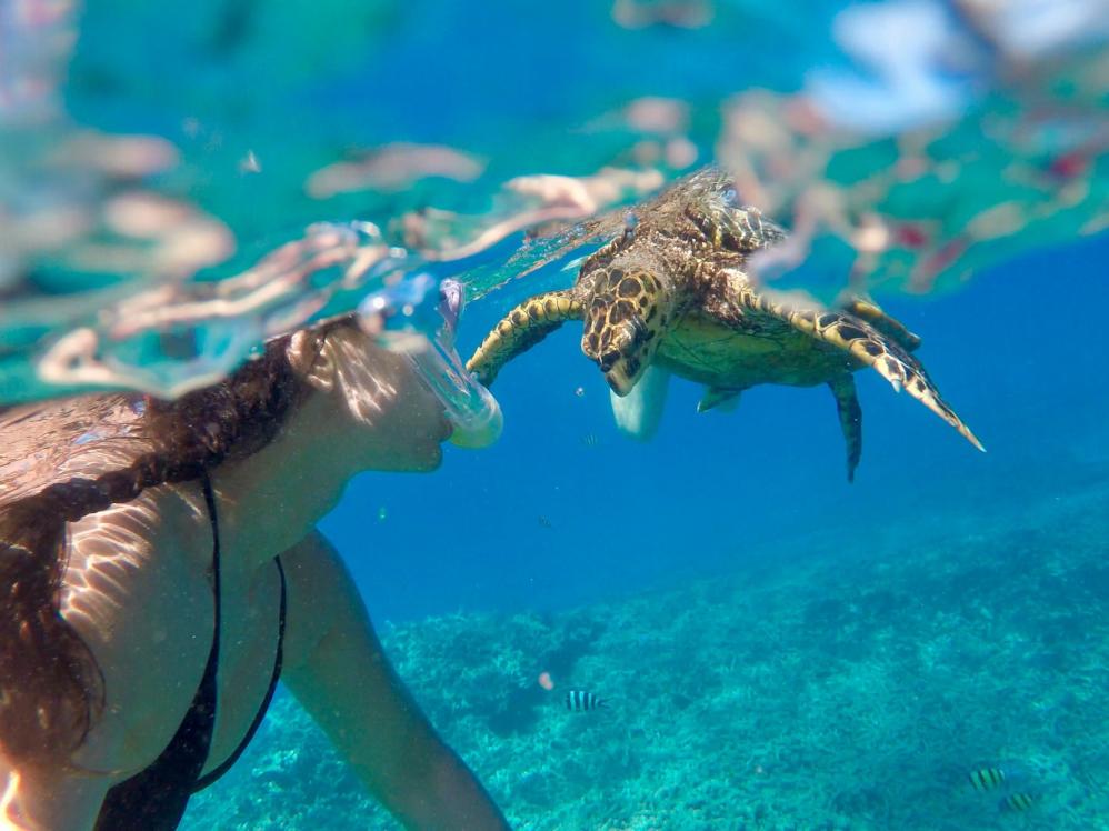 Snorkeling con tartaruga