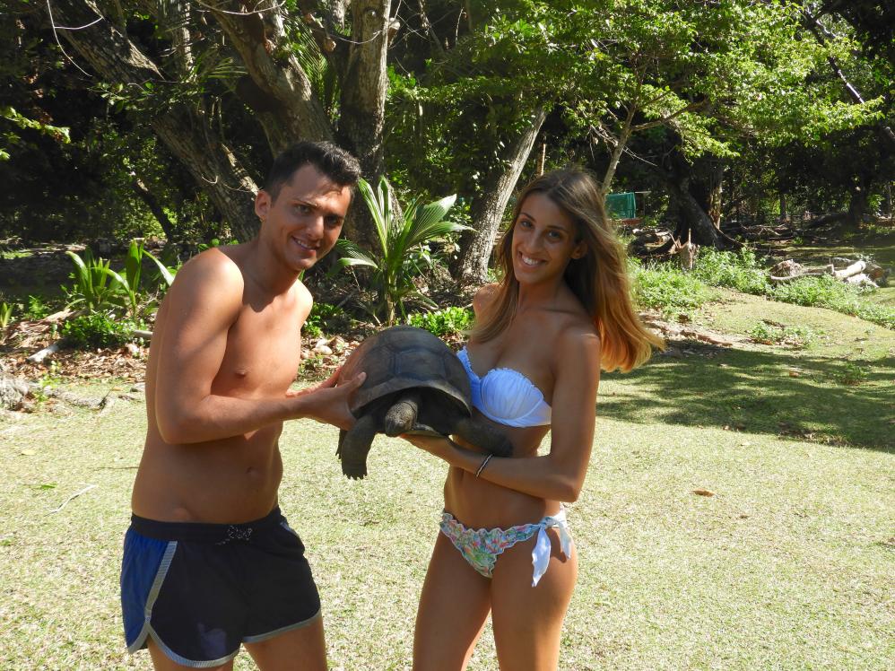Cucciolo di tartaruga gigante sull'isola di Curieuse