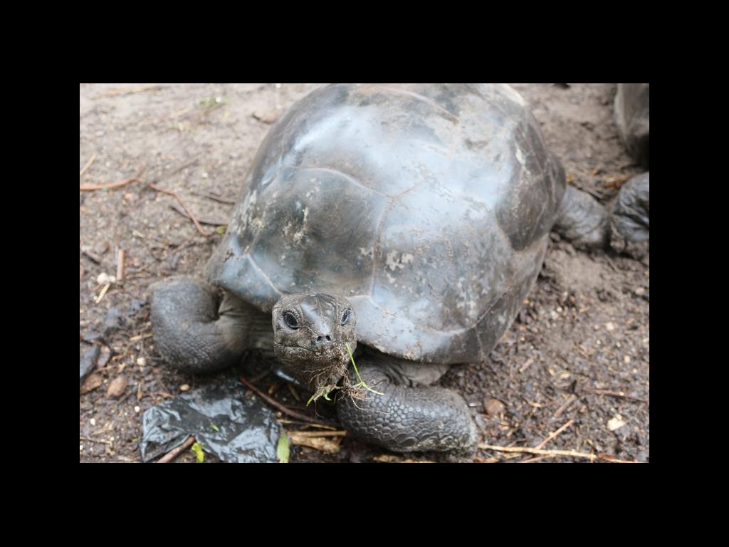 Schildköte auf La Digue Schildköte auf La Digue