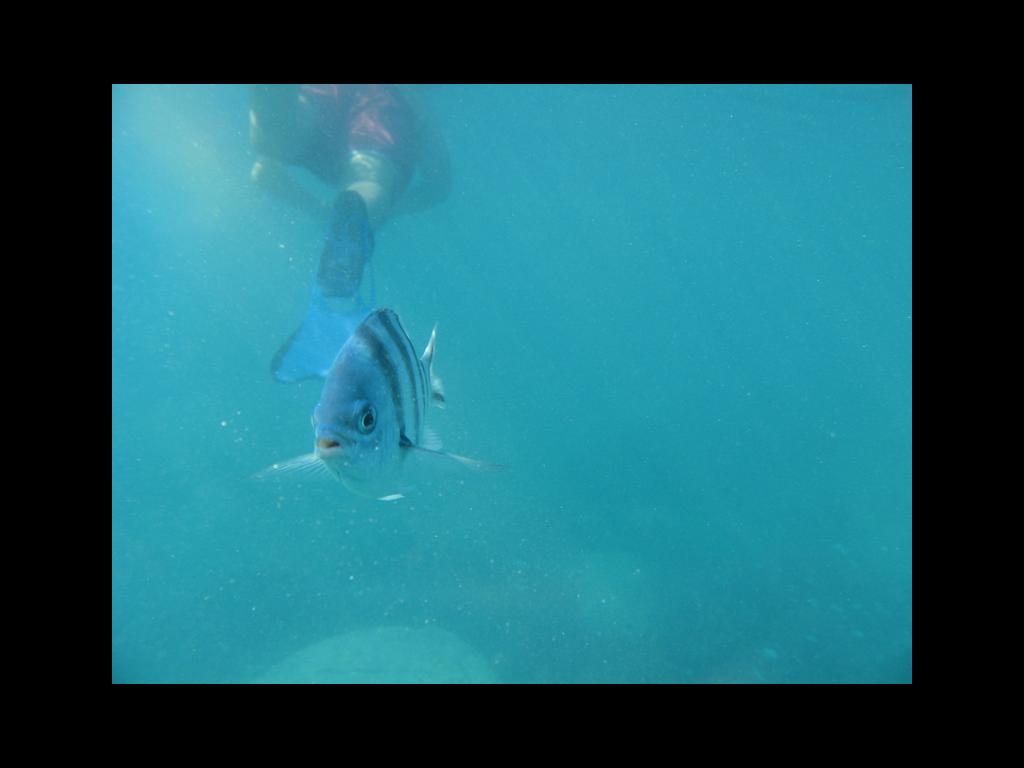 Schnorcheln Schnorcheln