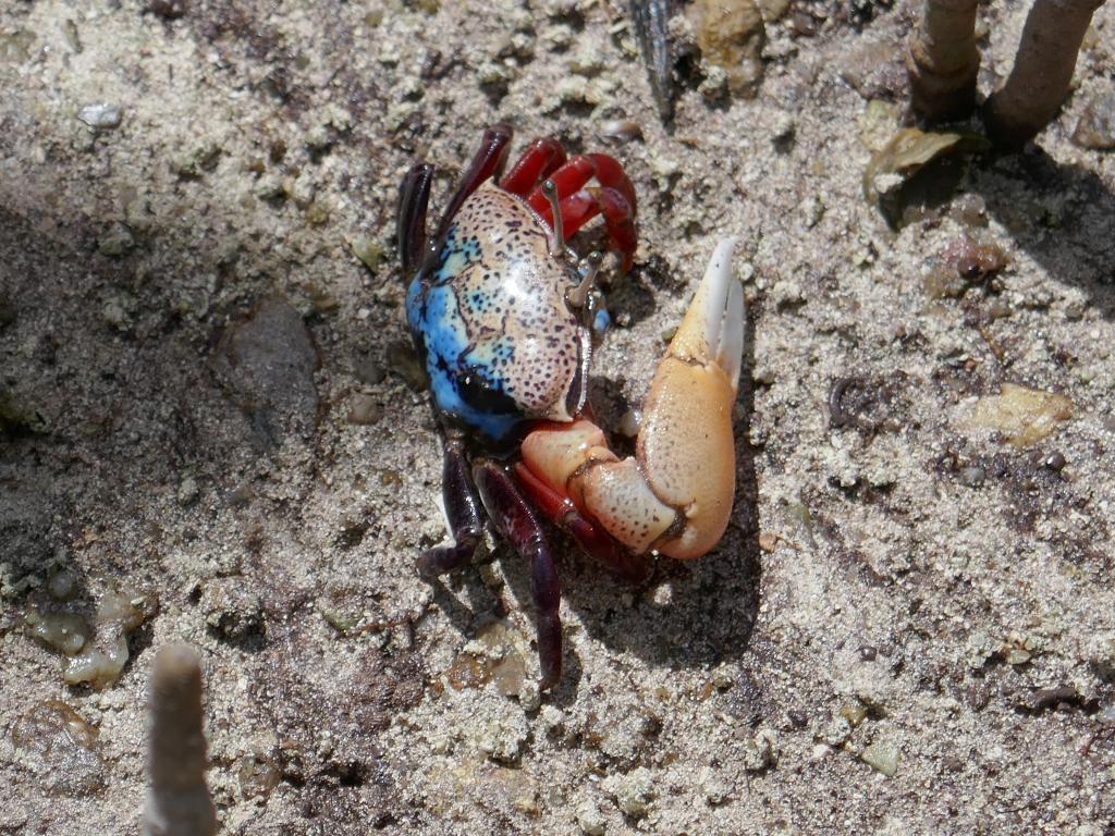 Bunte Winkerkrabbe, Curieuse