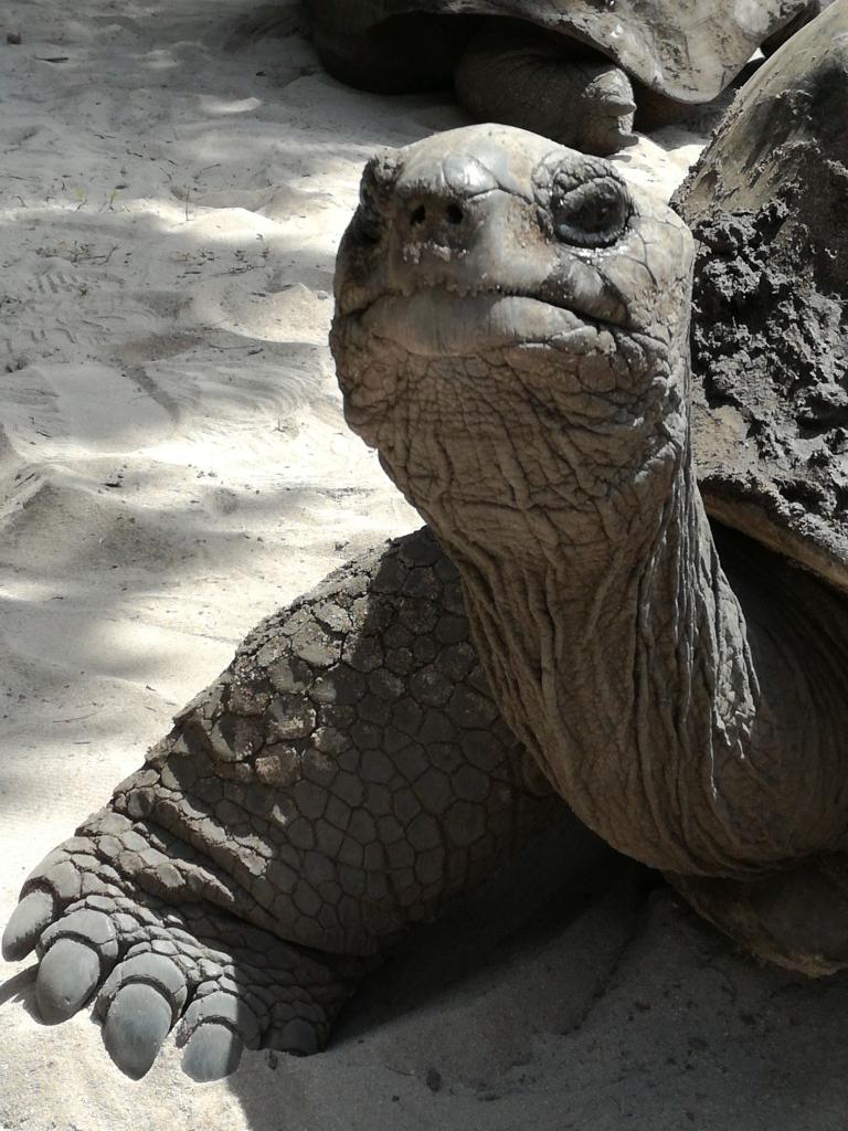Aldabra-Riesenschildkröter, Curieuse