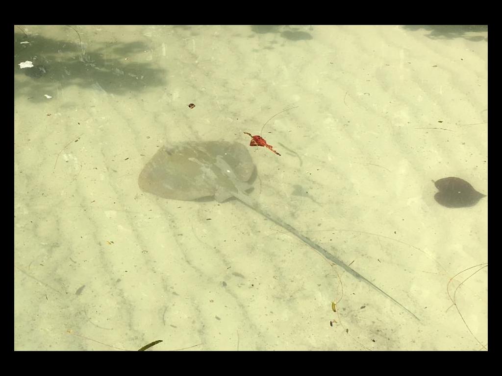 Rochen am Baie Ternay, Mahé