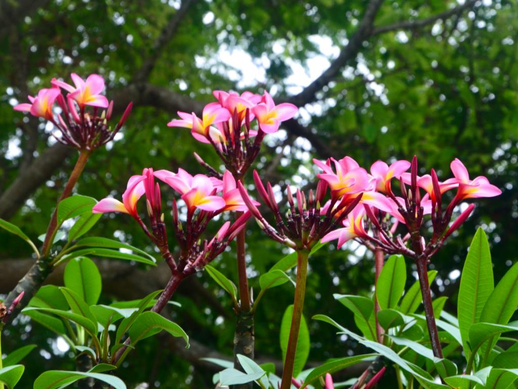 Frangipani