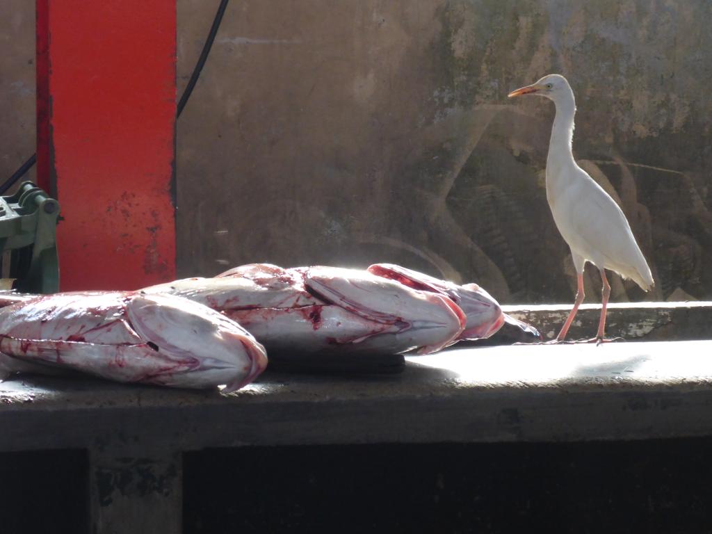 Sir Selwyn Selwyn Clarke Market