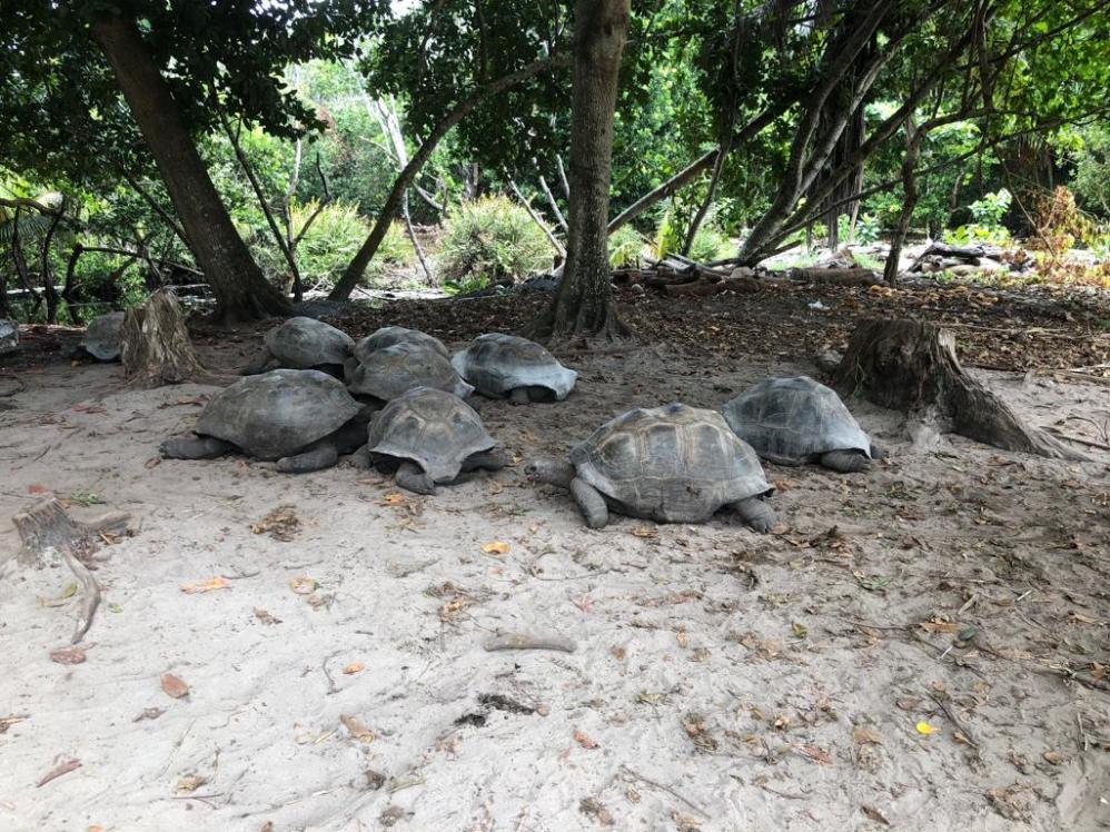 Le tartarughe giganti di Curieuse Island